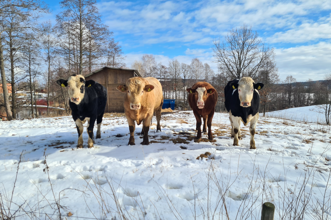 Samson g&ouml;dselspridare