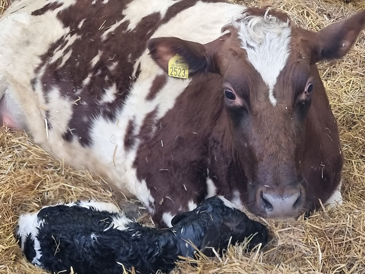 Kalvar S&auml;lboda g&aring;rd