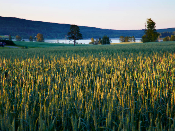Soluppg&aring;ng p&aring; S&auml;lboda g&aring;rd