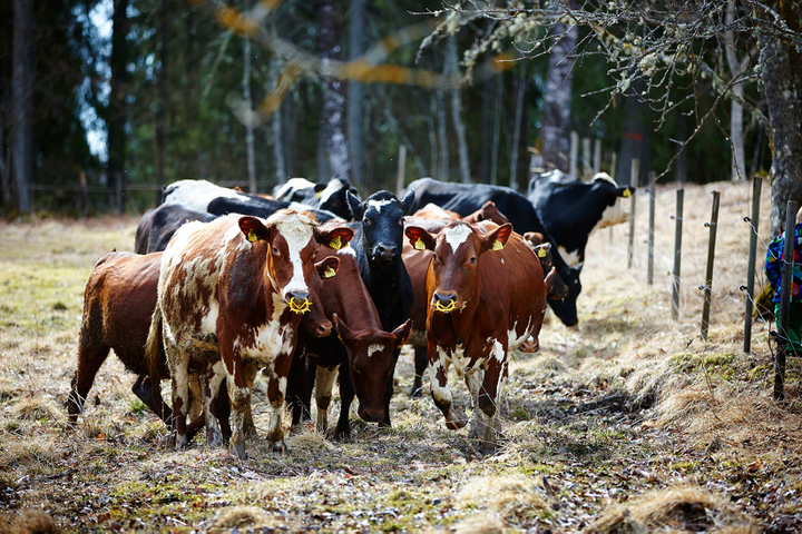 Kalvar p&aring; S&auml;lboda g&aring;rd