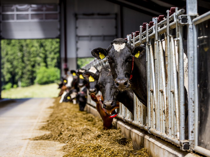 J&ouml;rgen och Arne p&aring; S&auml;lboda g&aring;rd